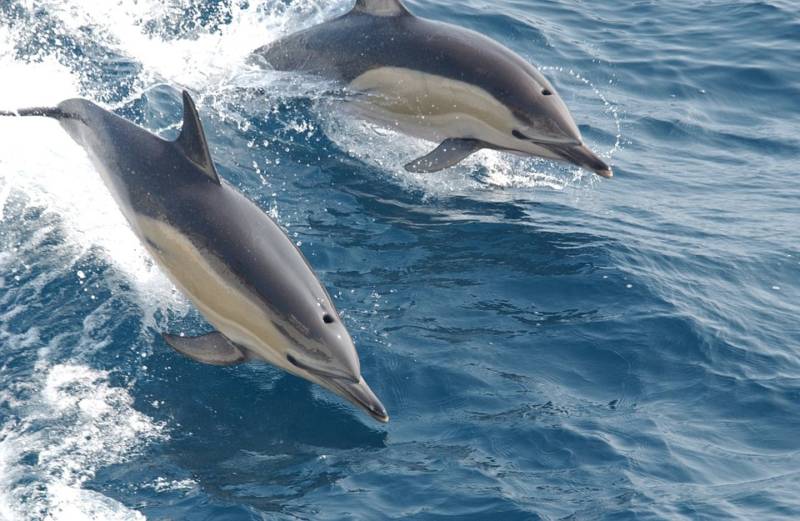 Gavagai AB développe une intelligence artificielle capable de comprendre une multitude de langues, dont celle des dauphins