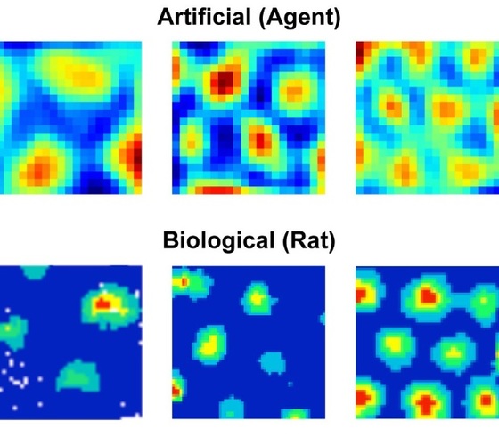 DeepMind créé une IA reproduisant le fonctionnement des cellules humaines en matière d’orientation