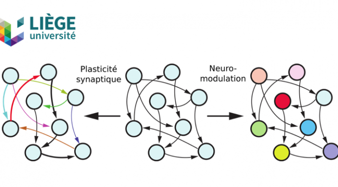 Des chercheurs de l’Université de Liège présentent un algorithme basé sur la neuromodulation