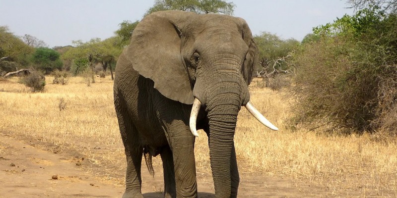 Comment l'intelligence artificielle peut permettre de lutter contre l’extinction des éléphants d’Afrique