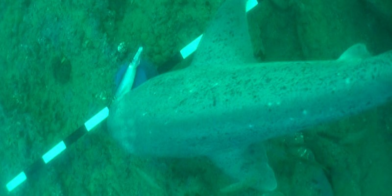 Spyfish Aotearoa, un projet de machine learning pour la reconnaissance d'espèces marines