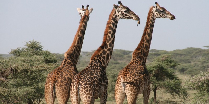 Focus sur trois projets de recherches pour mieux comprendre le comportement animal