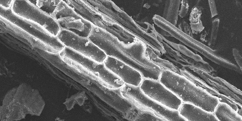 Des chercheurs coréens exploitent le deep learning pour améliorer la microscopie électronique à balayage