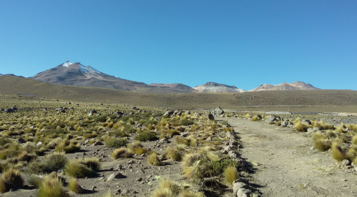 Comprendre les mécanismes de résilience climatique des plantes en milieu hostile grâce au machine learning