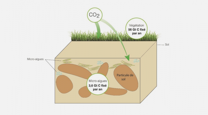 De l'importance du rôle des algues terrestres dans le cycle du carbone
