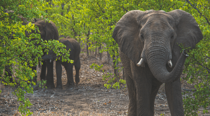 Botswana : l'intelligence artificielle pour atténuer le conflit homme-éléphant
