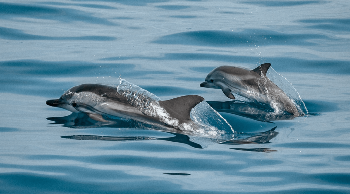 Nouvelle-Zélande : l'intelligence artificielle vient au secours des dauphins de Māui