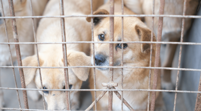 IA et bien-être animal : quand l'IA aide à mettre un terme au commerce illégal des animaux de compagnie