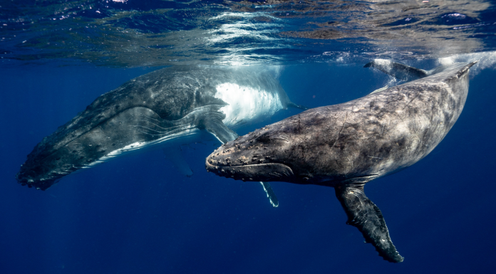 IA et biodiversité : lancement du projet LIFE-SEADETECT visant à protéger les grands cétacés