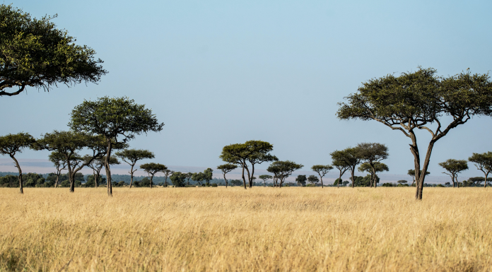 Les stocks de carbone des 10 milliards d’arbres des régions sèches d’Afrique sub-saharienne estimés grâce au deep learning