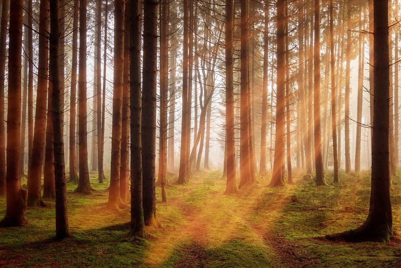 L'IA pour la conservation des forêts tropicales : retour sur le One Forest Summit