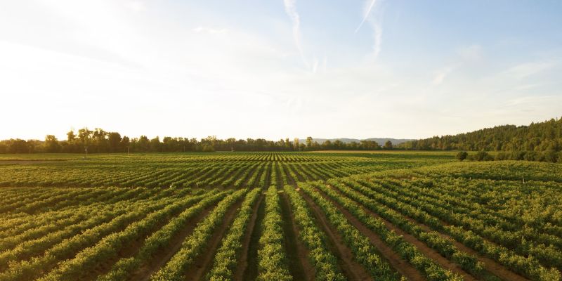 Agriculture régénératrice : la start-up africaine Amini lauréate du Climate Farmers Challenge