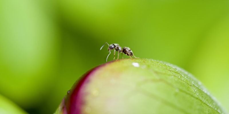 IA et robotique : des chercheurs s'inspirent des fourmis pour la navigation autonome d'un drone miniature