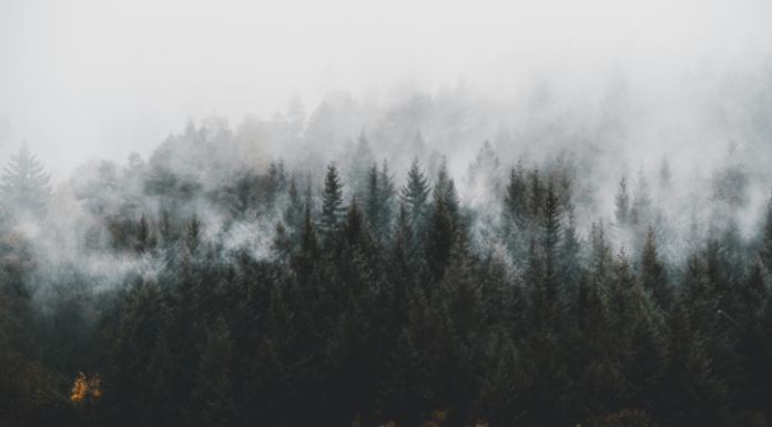 Black Forest Labs, nouvel acteur européen de l'IA générative, lance FLUX-1, une famille de modèles text-to-image