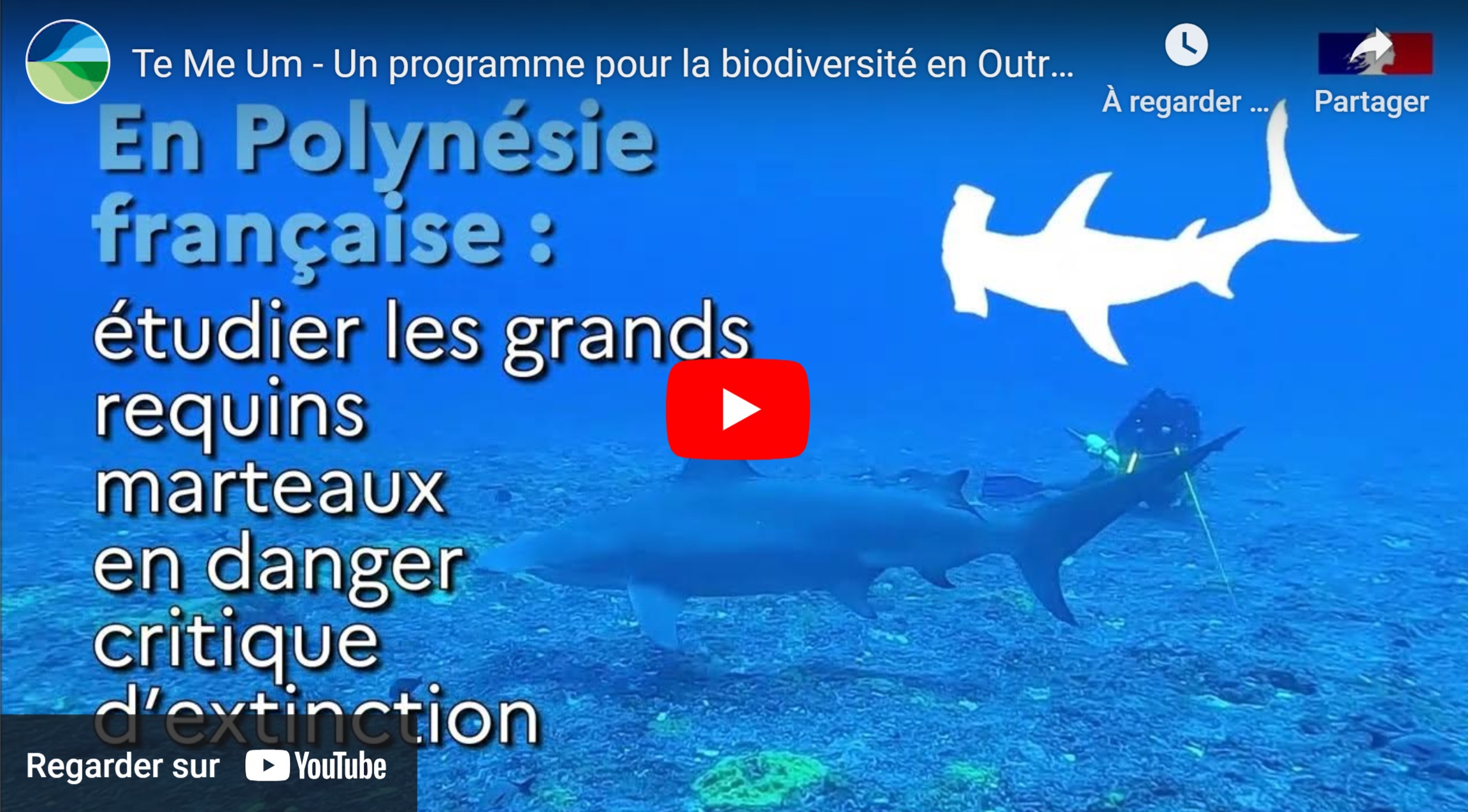 AAP 2024 TeMeUm : 35 projets sélectionnés pour soutenir la biodiversité des Outre-mer